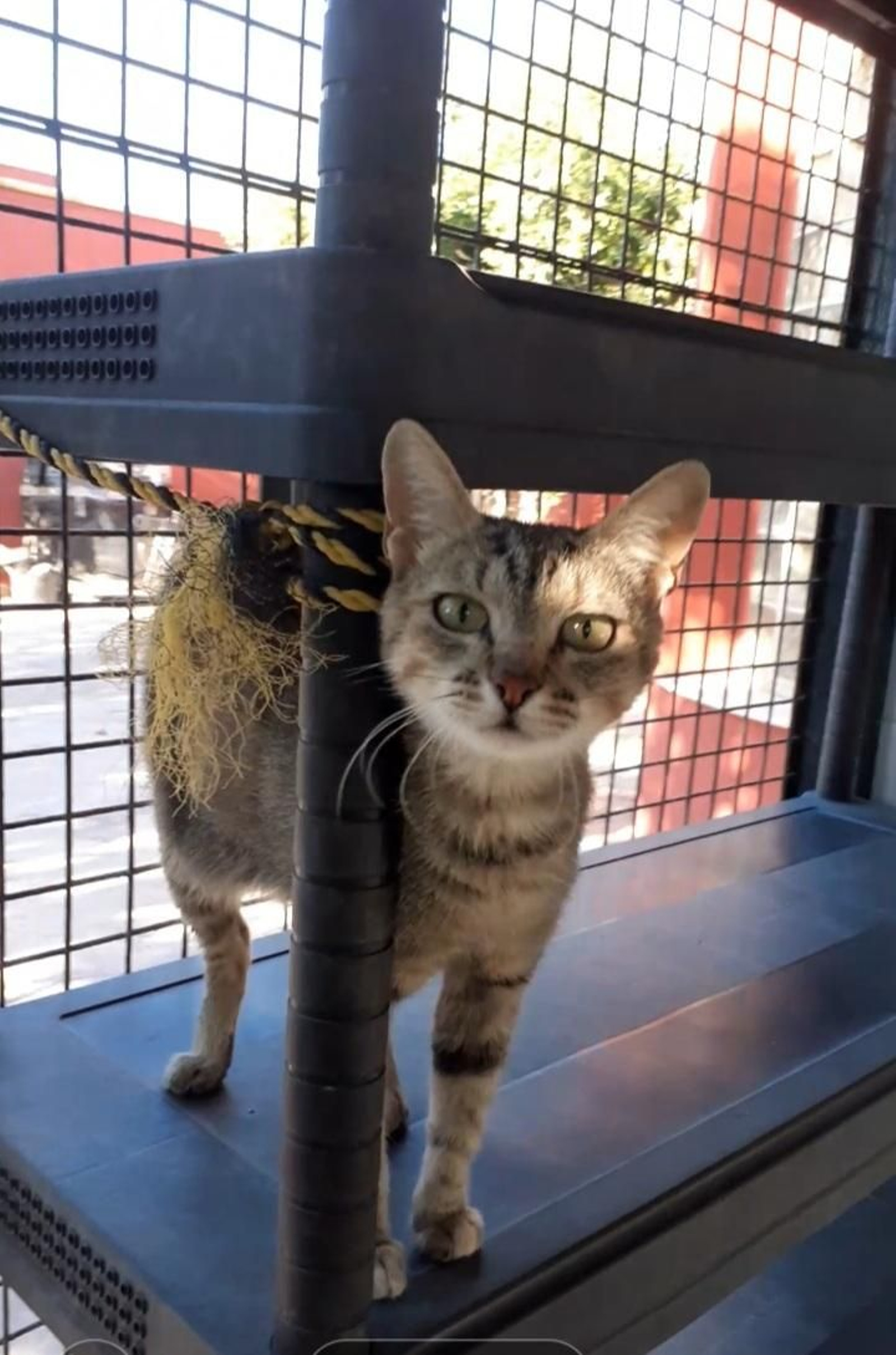 Enia, la gata que llegó al centro con una hernia. Ya recuperada, busca una familia.