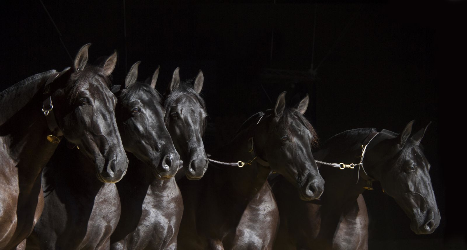 Pura Raza Español. Participó en Sicab con cobras y yeguas, entre otras, como 'Panadera LVIII', campeona del mundo absoluta por cuarta vez.