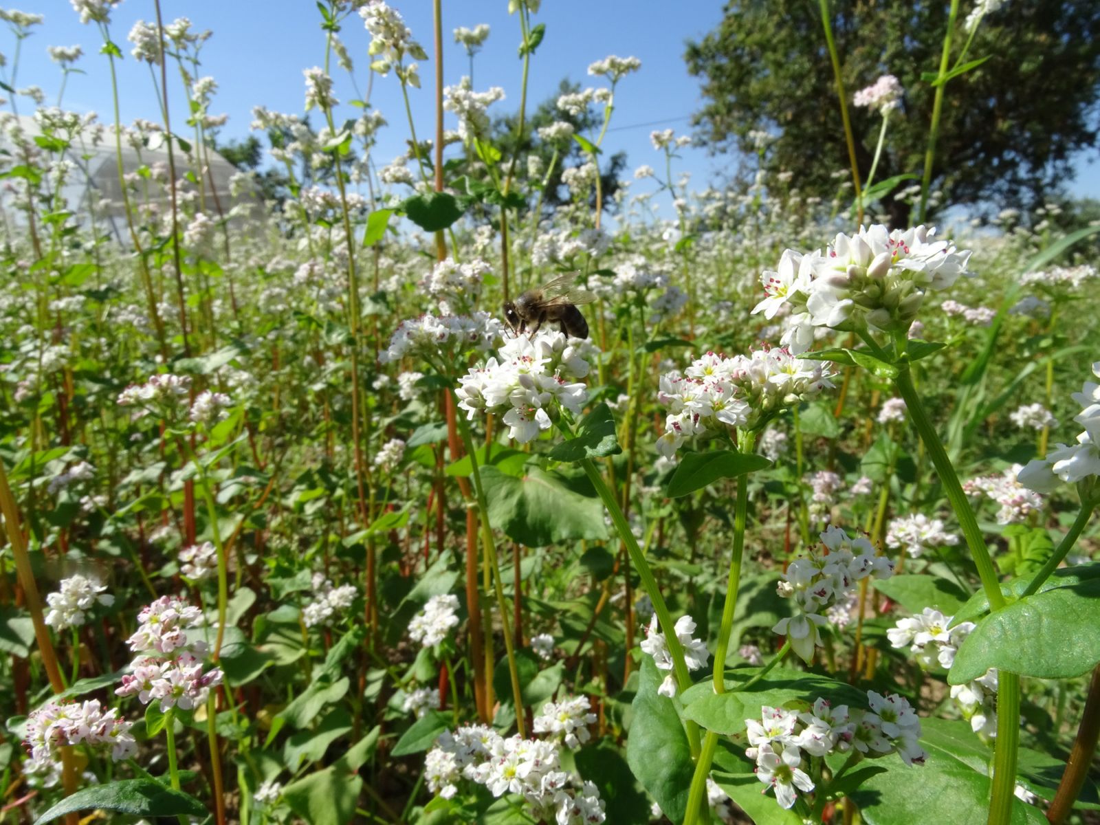 Campo de trigo sarraceno.