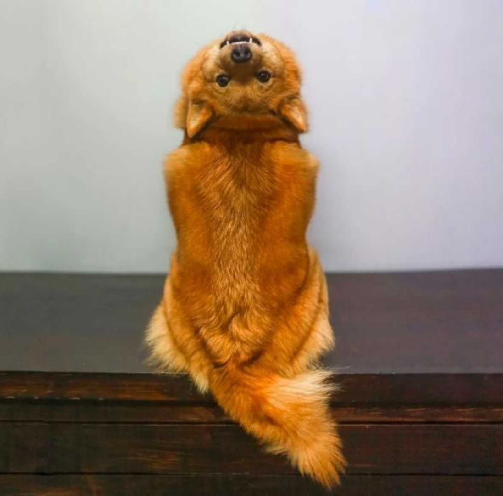 El vídeo del perro que necesita un exorcismo se vuelve viral