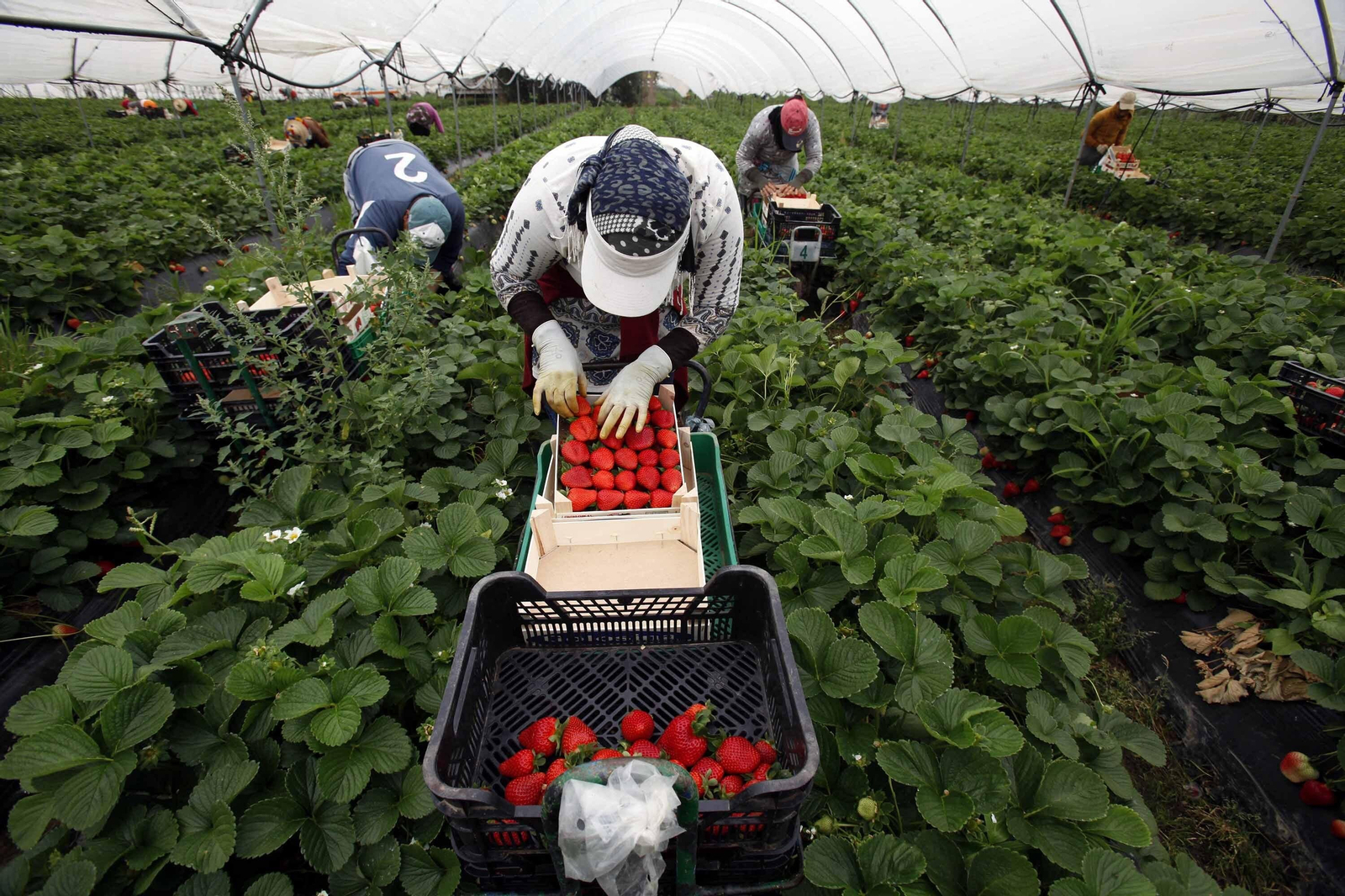 Trabajadores en una plantación onubense.