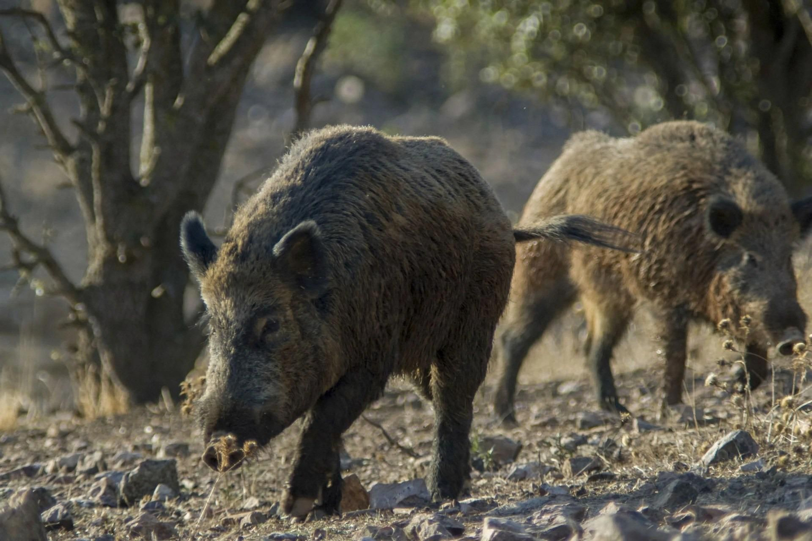 Jabalíes silvestres en la provincia de Barcelona.