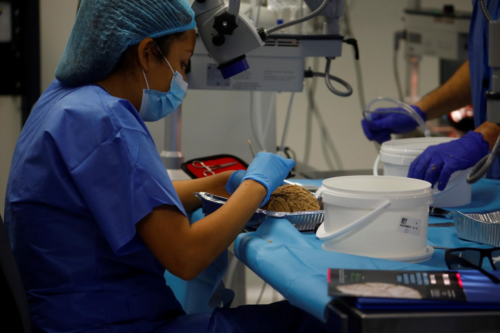 El curso en el que neurocirujanos del Hospital Reina Sofía estudian el cerebro, en imágenes