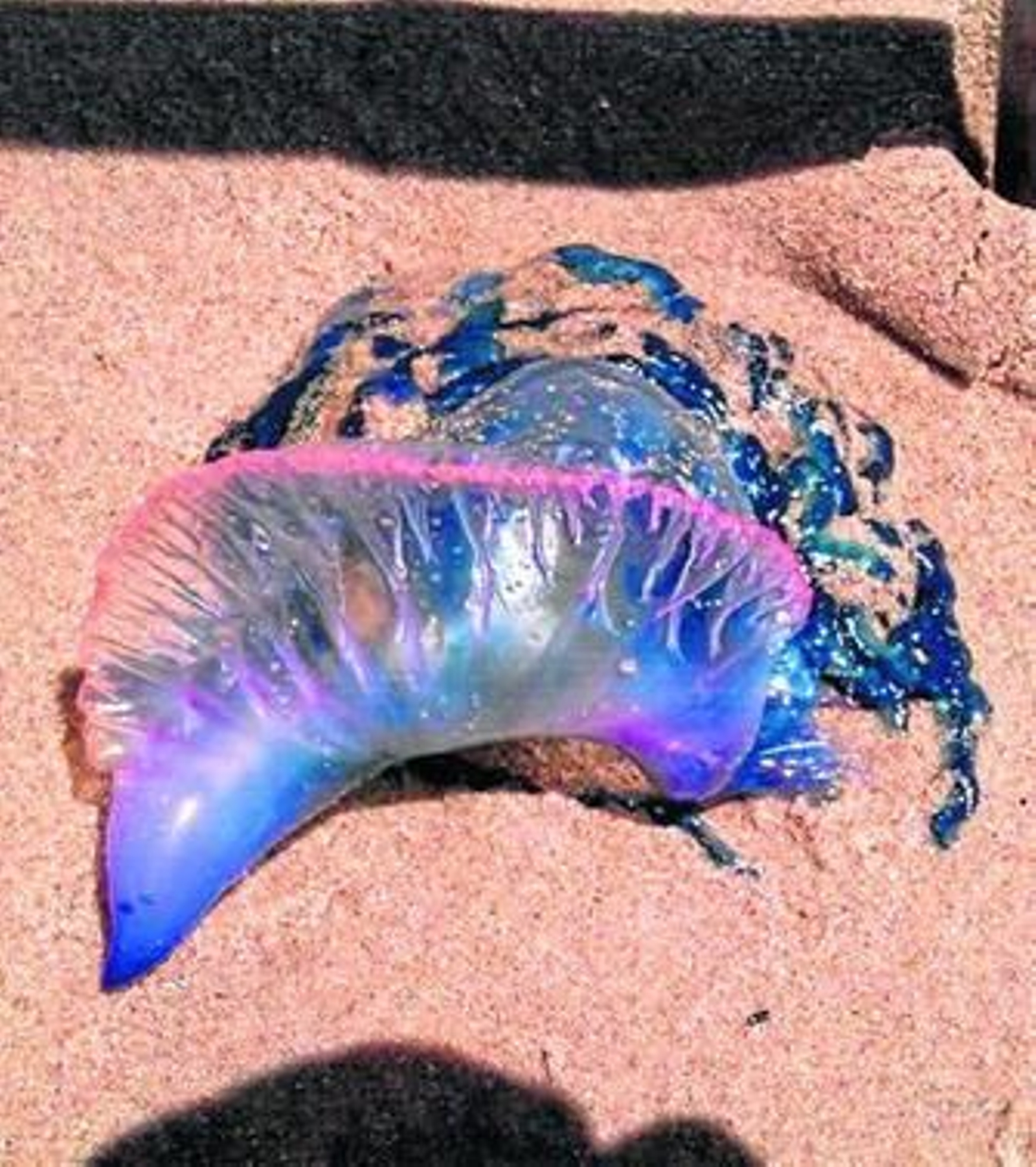 Una falsa medusa en la playa de Mazagón.