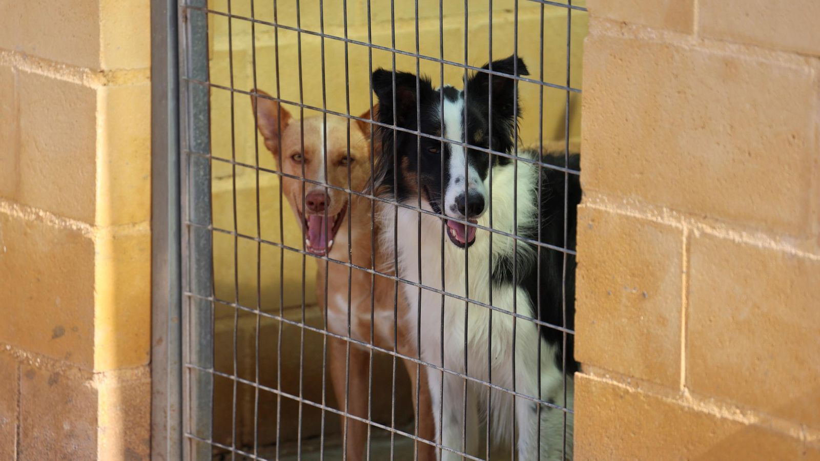 Los perros que buscan familia en la protectora de Animales de Málaga