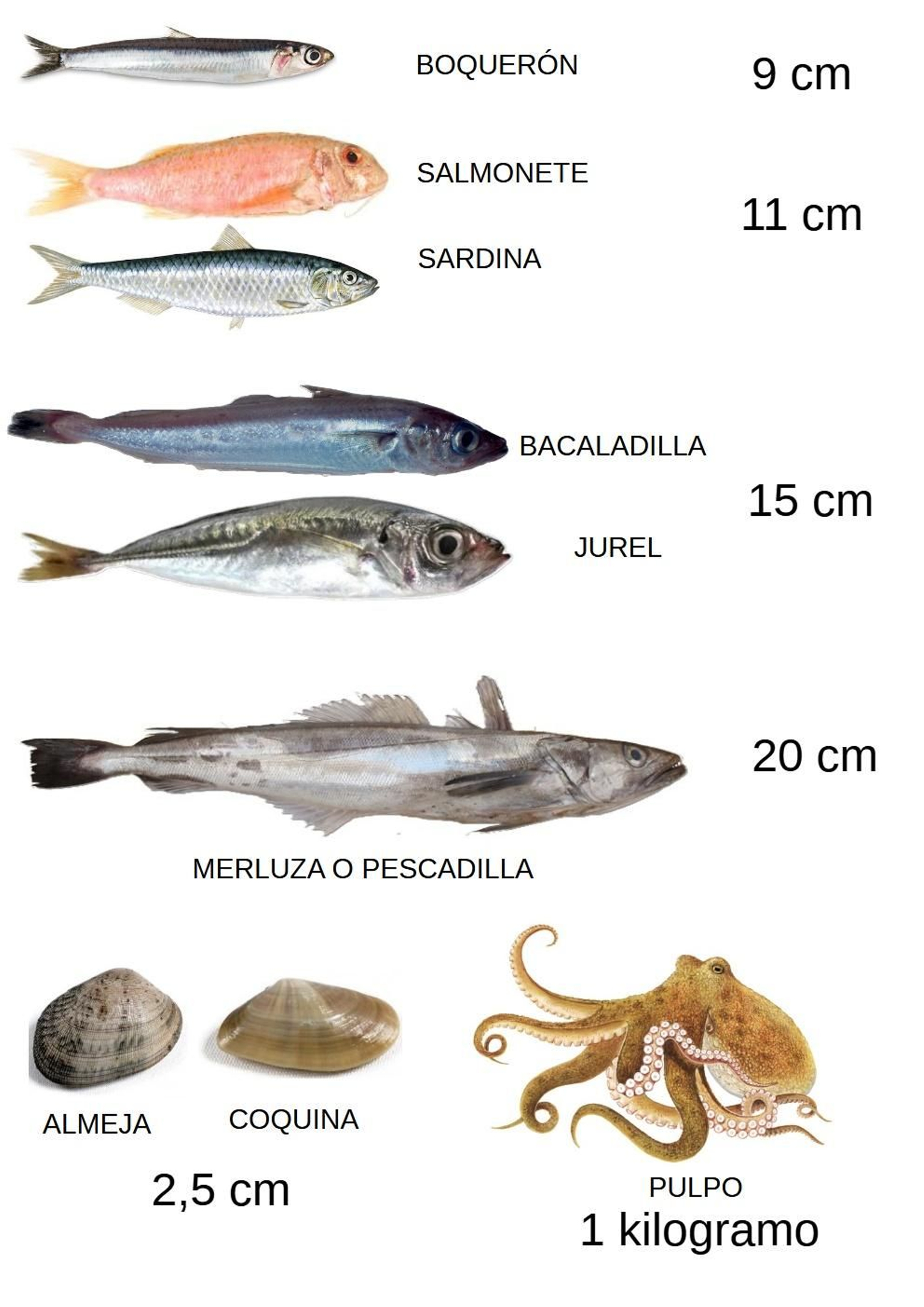GRÁFICO TALLAS MÍNIMAS