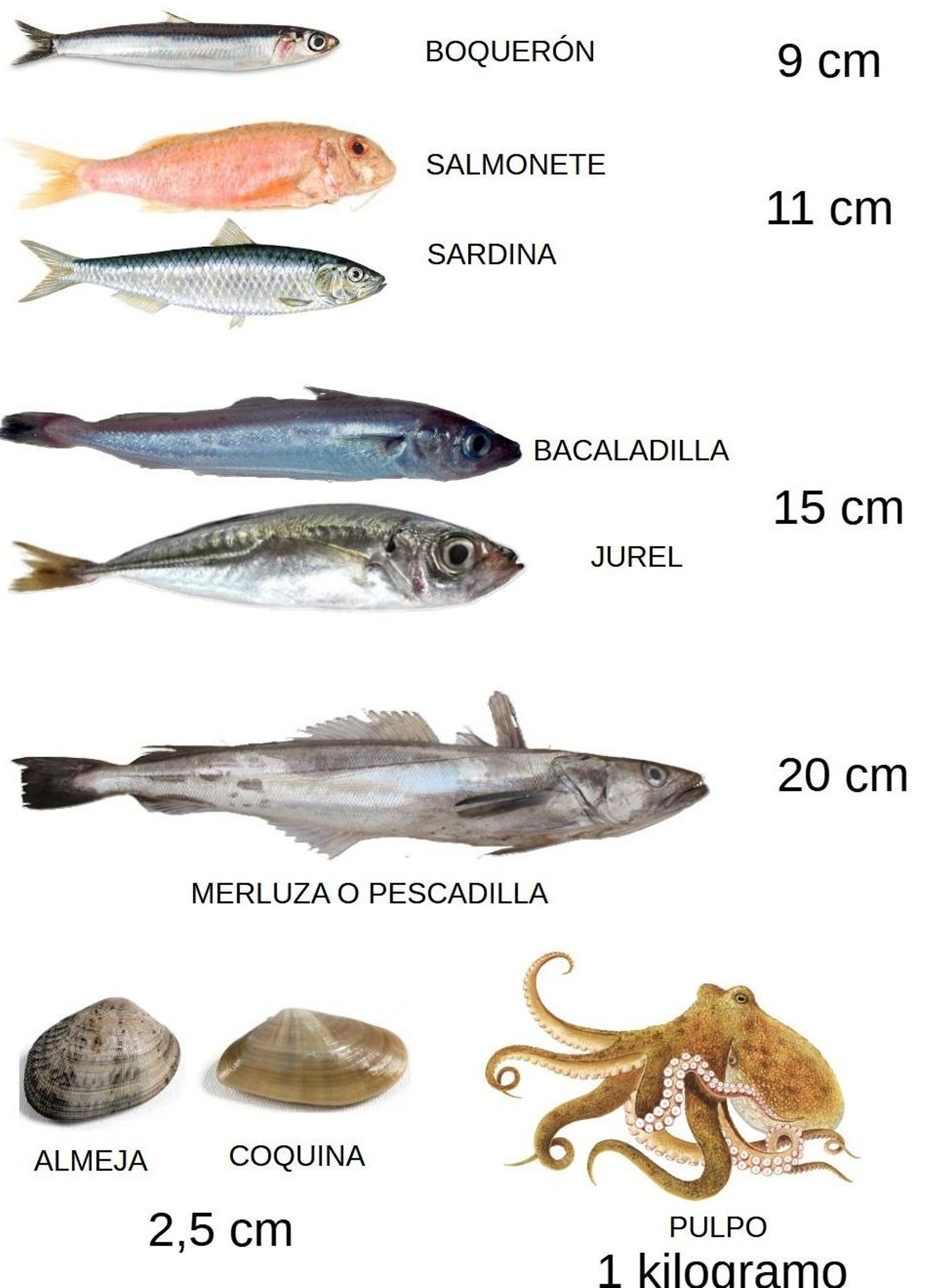 GRÁFICO TALLAS MÍNIMAS