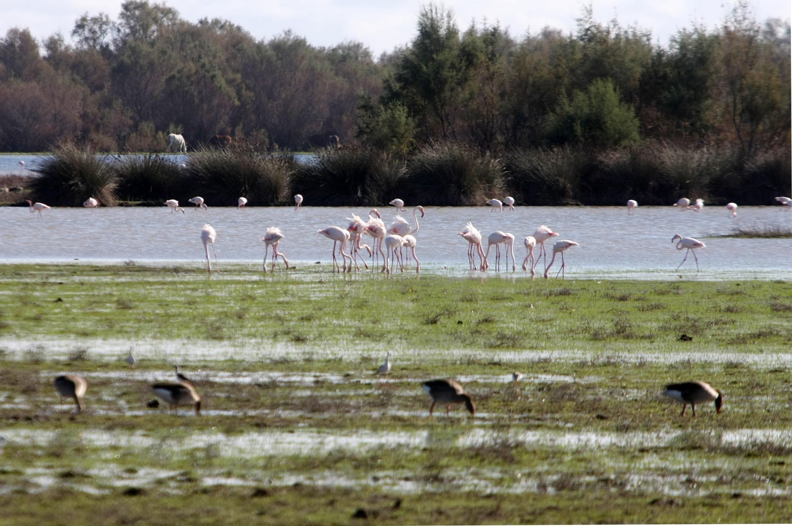 Imagen de archivo de Doñana