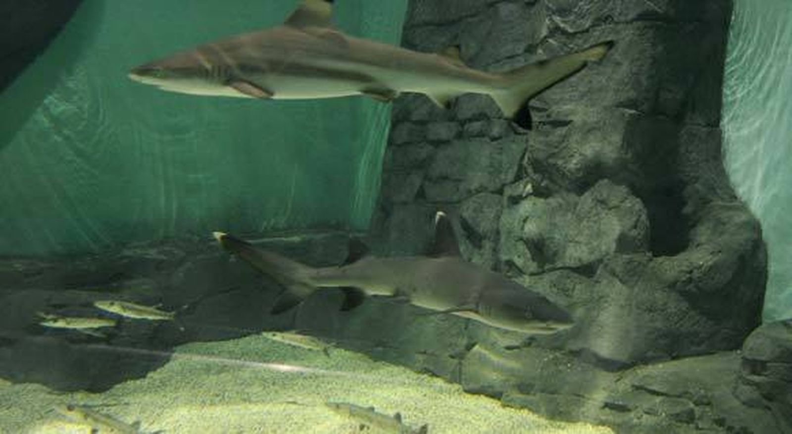 Cinco nuevos tiburones llegan al Acuario de Sevilla