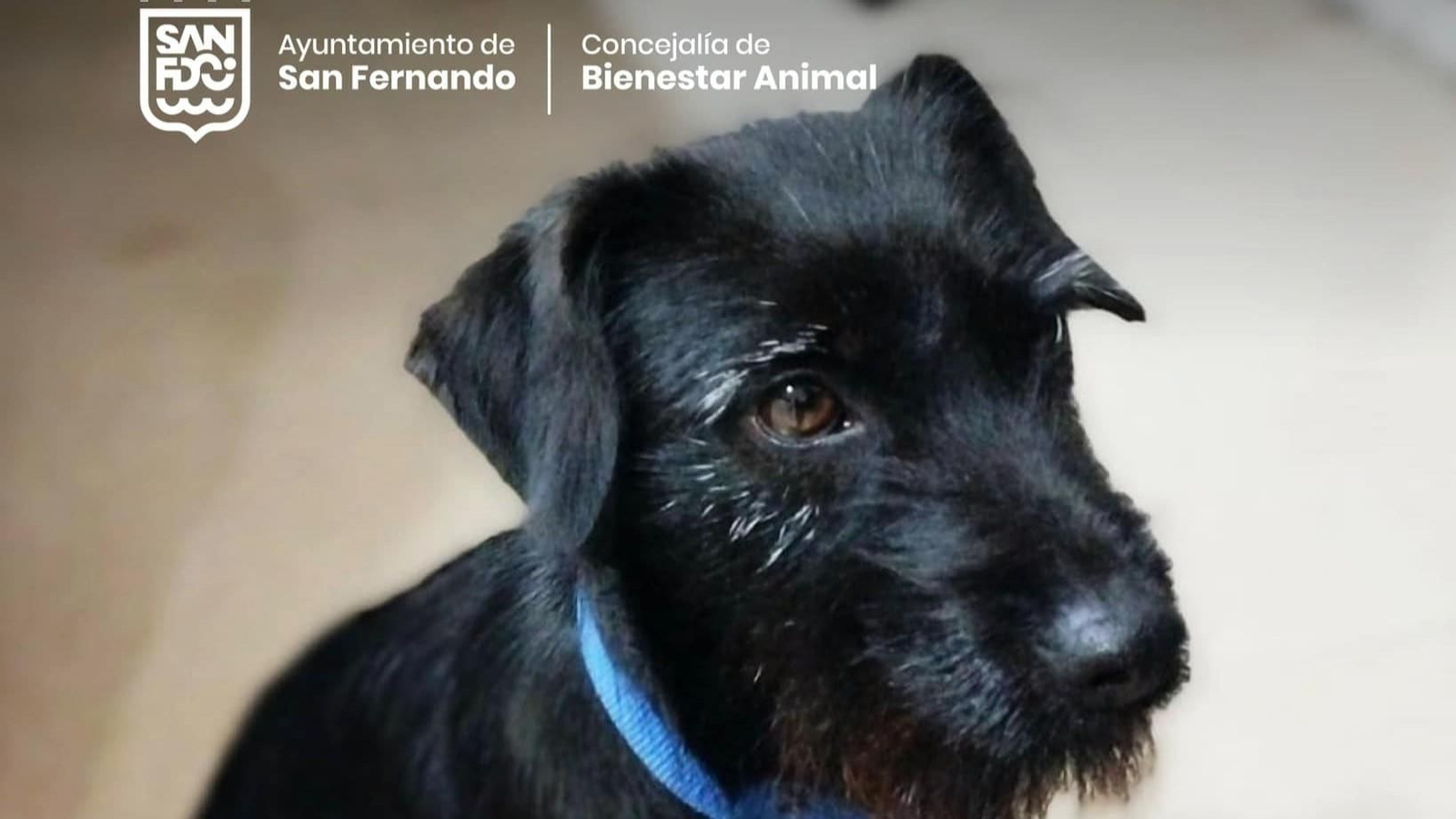 Michelle, la perrita que encontró familia en unas horas en San Fernando gracias al protocolo del Ayuntamiento