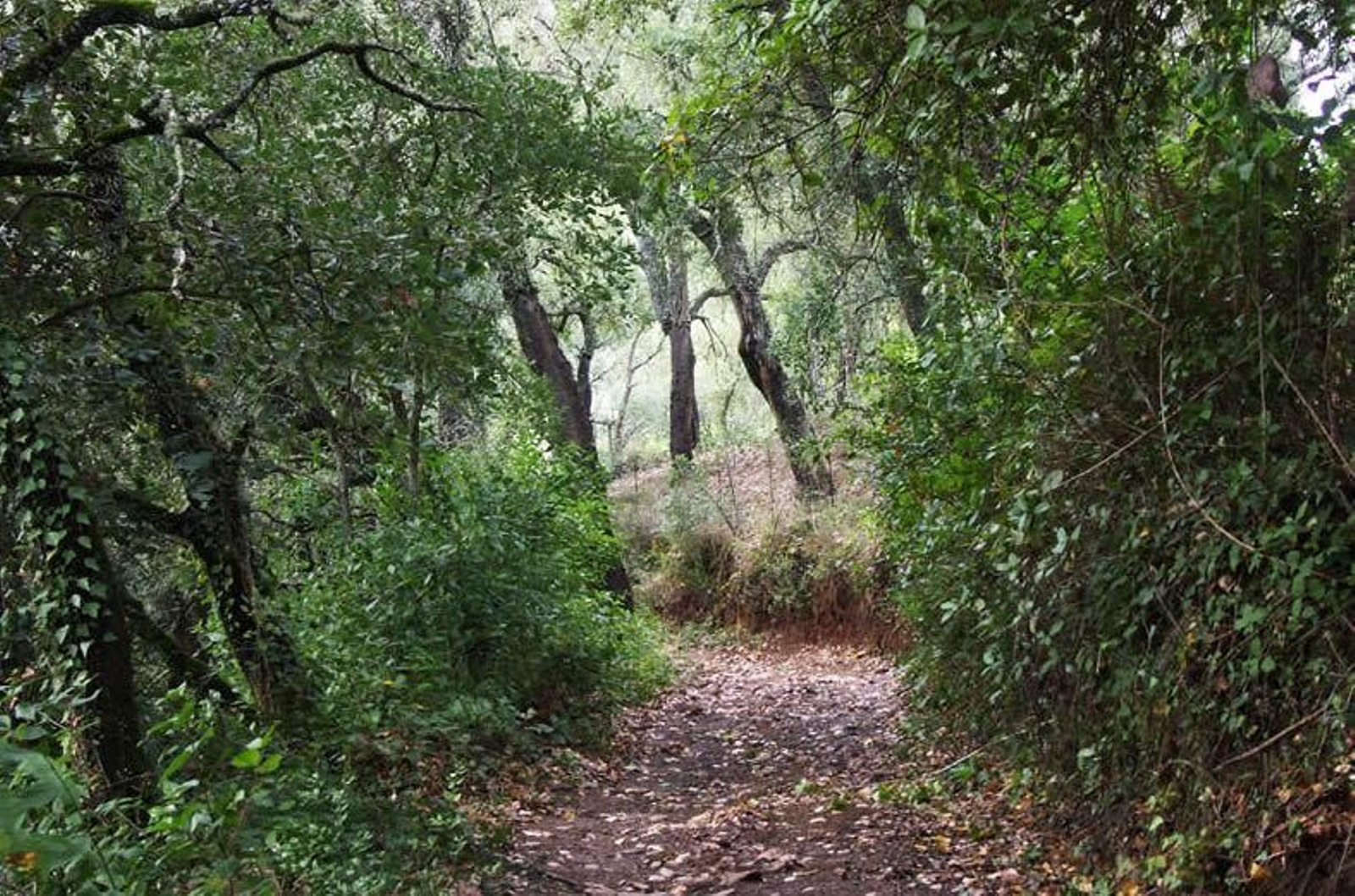 Sendero Jabugo-Castaño del Robledo
