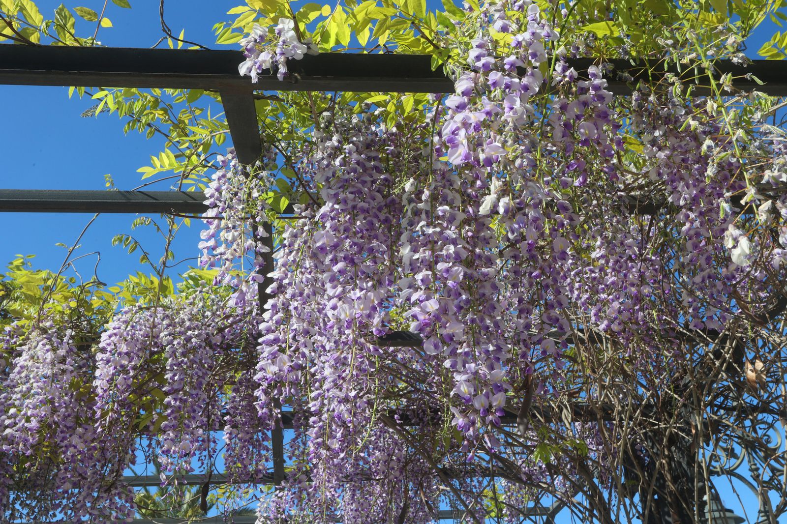 Comienzo de la primavera en Sevilla