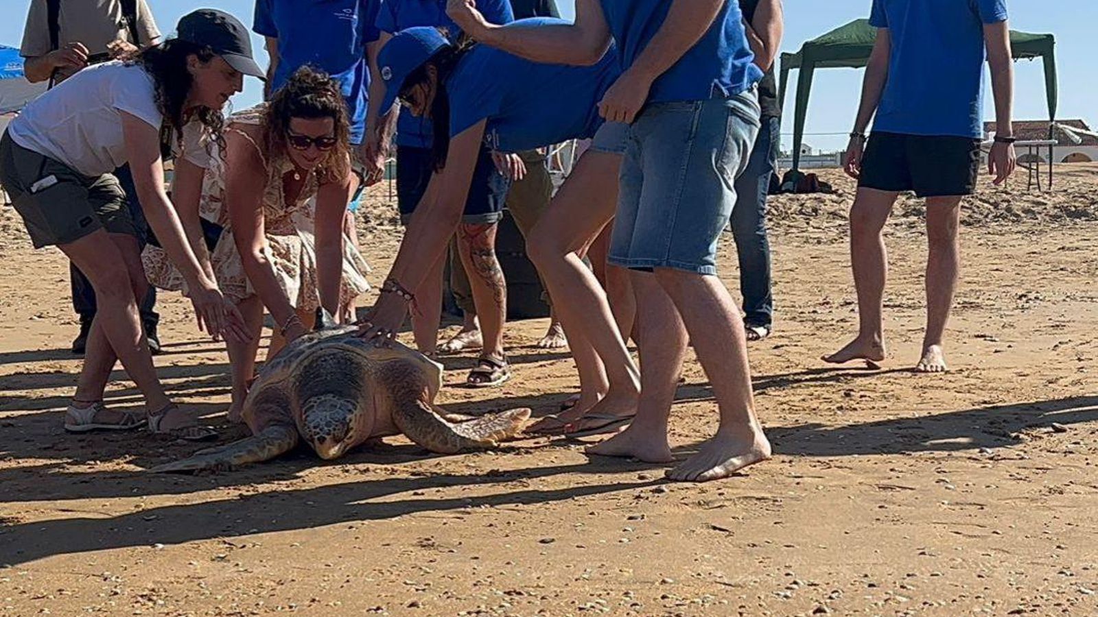 La tortuga, depositada en la arena La tortuga, depositada en la arena