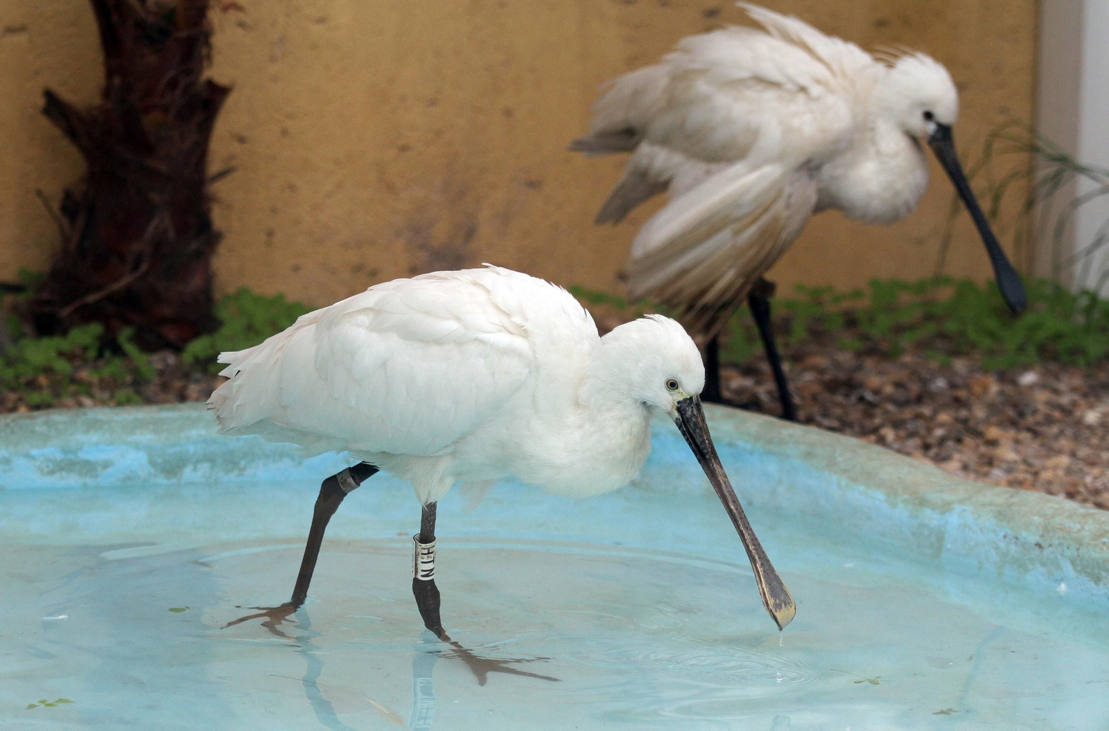 Centro de especies protegidas CREA-CEGMA