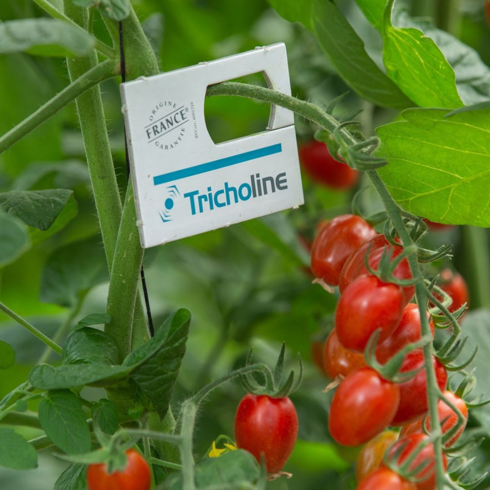 Tricholine de Bioline Iberia