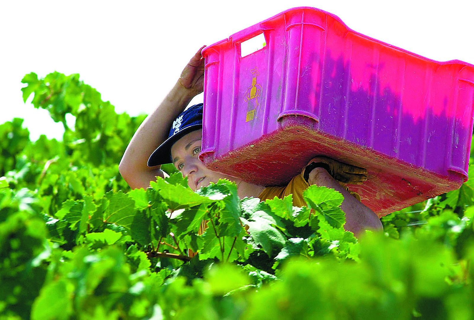 Trabajos de recolección de la uva