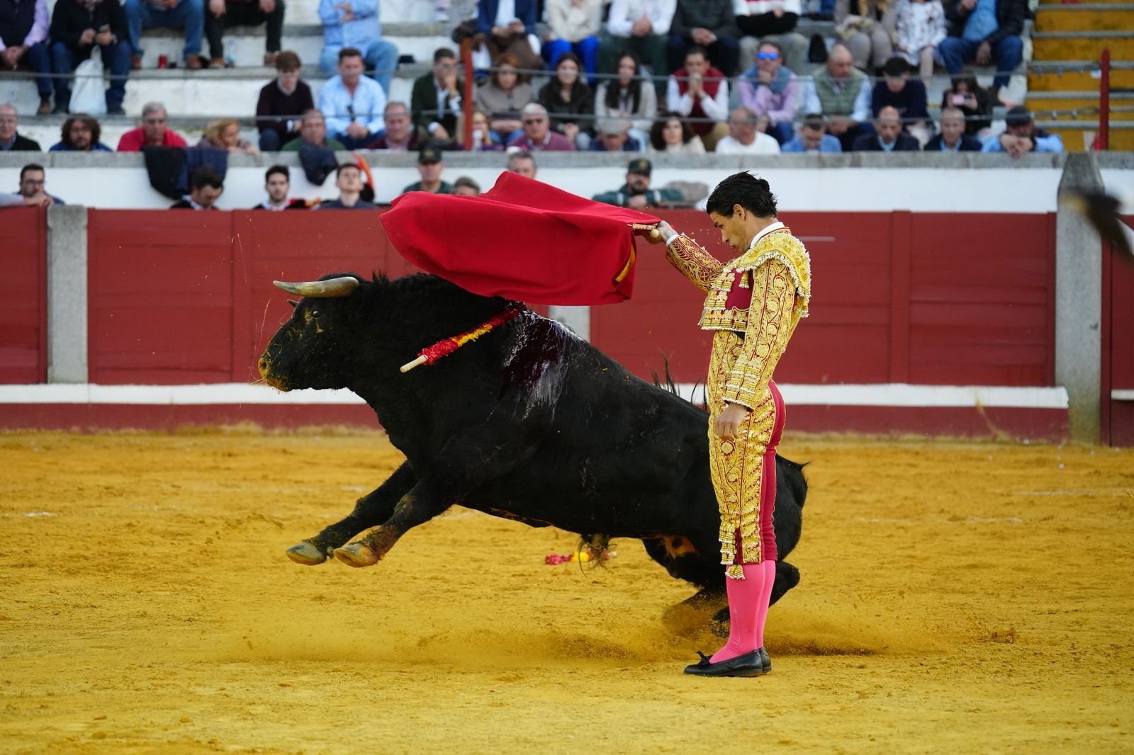 La corrida de primavera con Talavante, Pablo Aguado y Juan Ortega en Pozoblanco, en imágenes