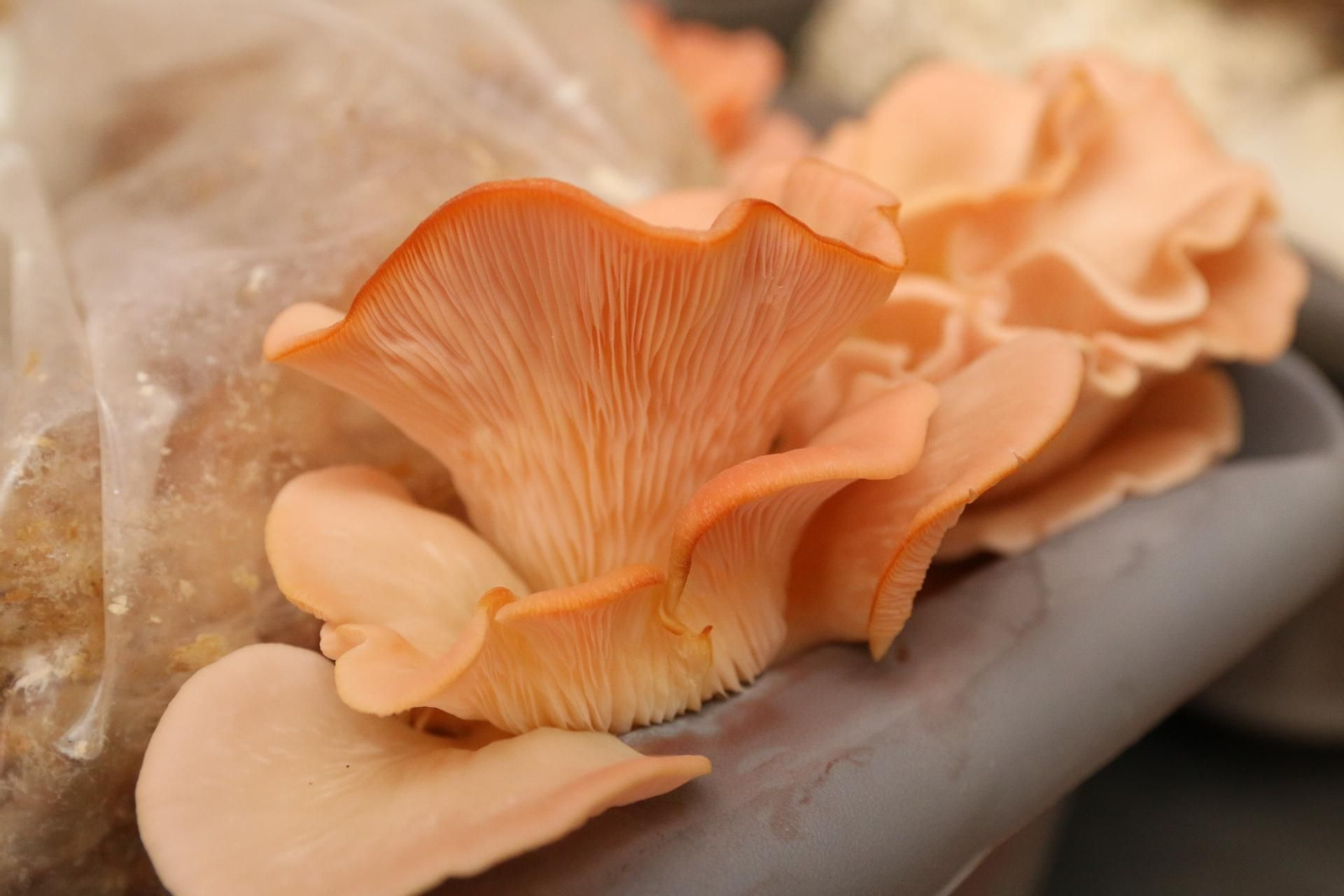 Fotogalería del Reino de las Setas