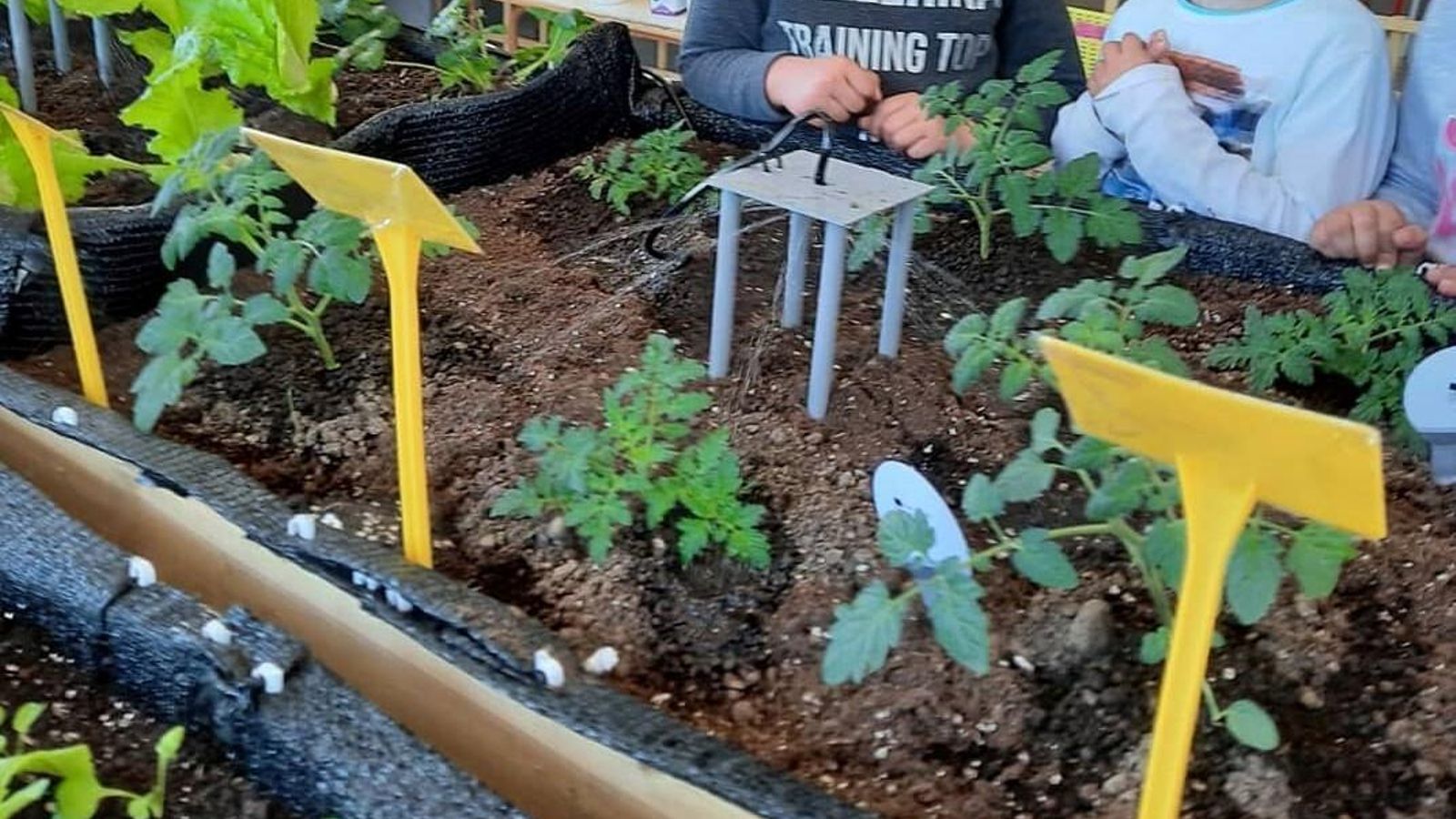 Todos los alumnos han participado de los cuidados del huerto.