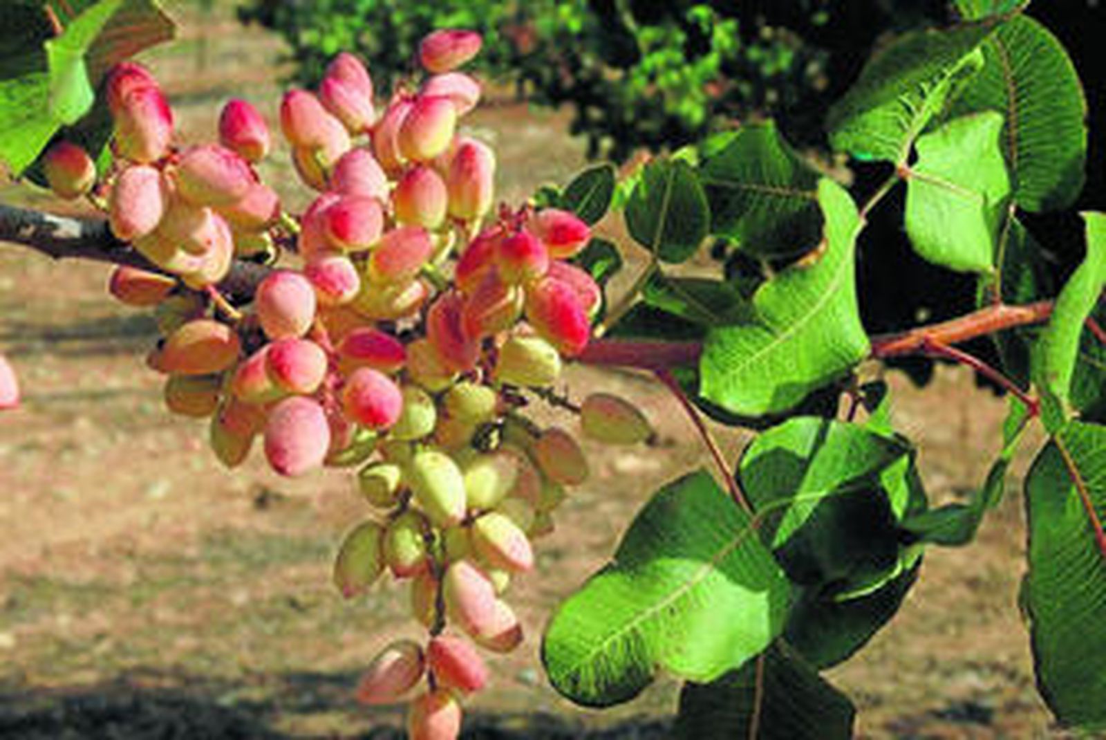 Proceso de maduración del pistacho granadino en Archidona, Málaga.