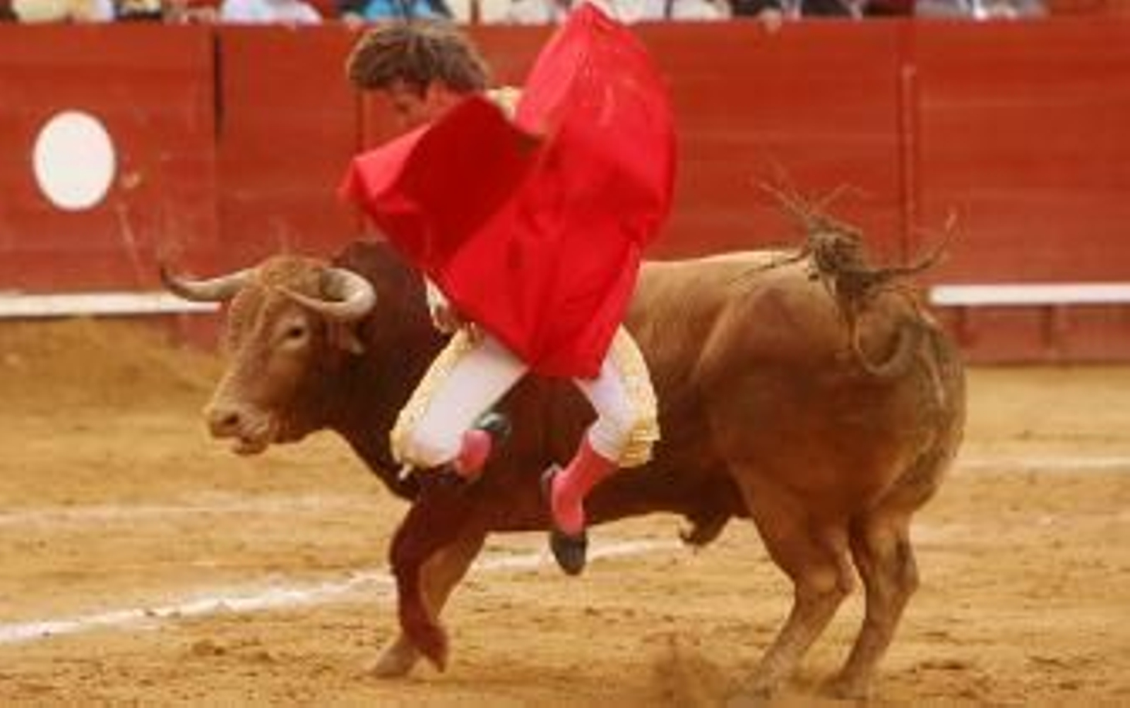 Ni los mediáticos, ni los toros