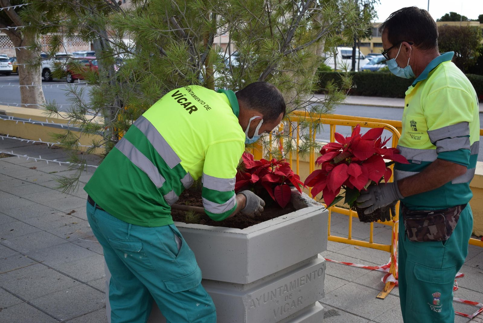 Jardineros municipales colocan Flores de Pascua en el término municipal de Vícar para decorar las calles.