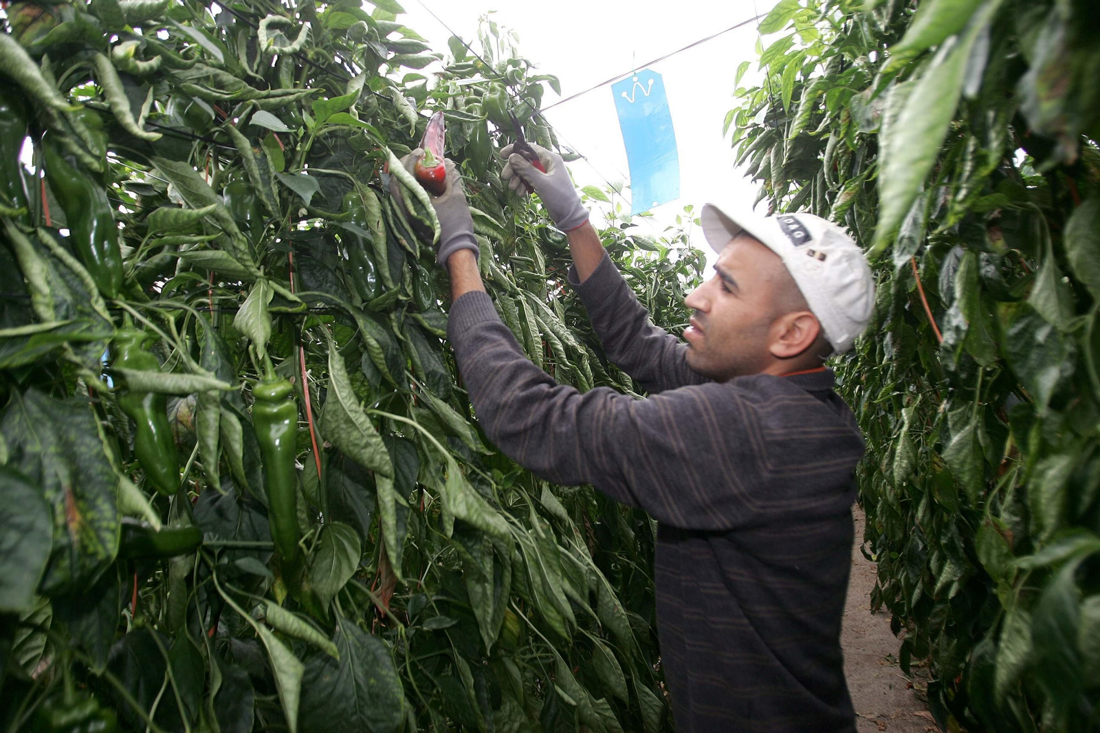 Agricultor recoge pimientos en El Ejido. (Archivo)