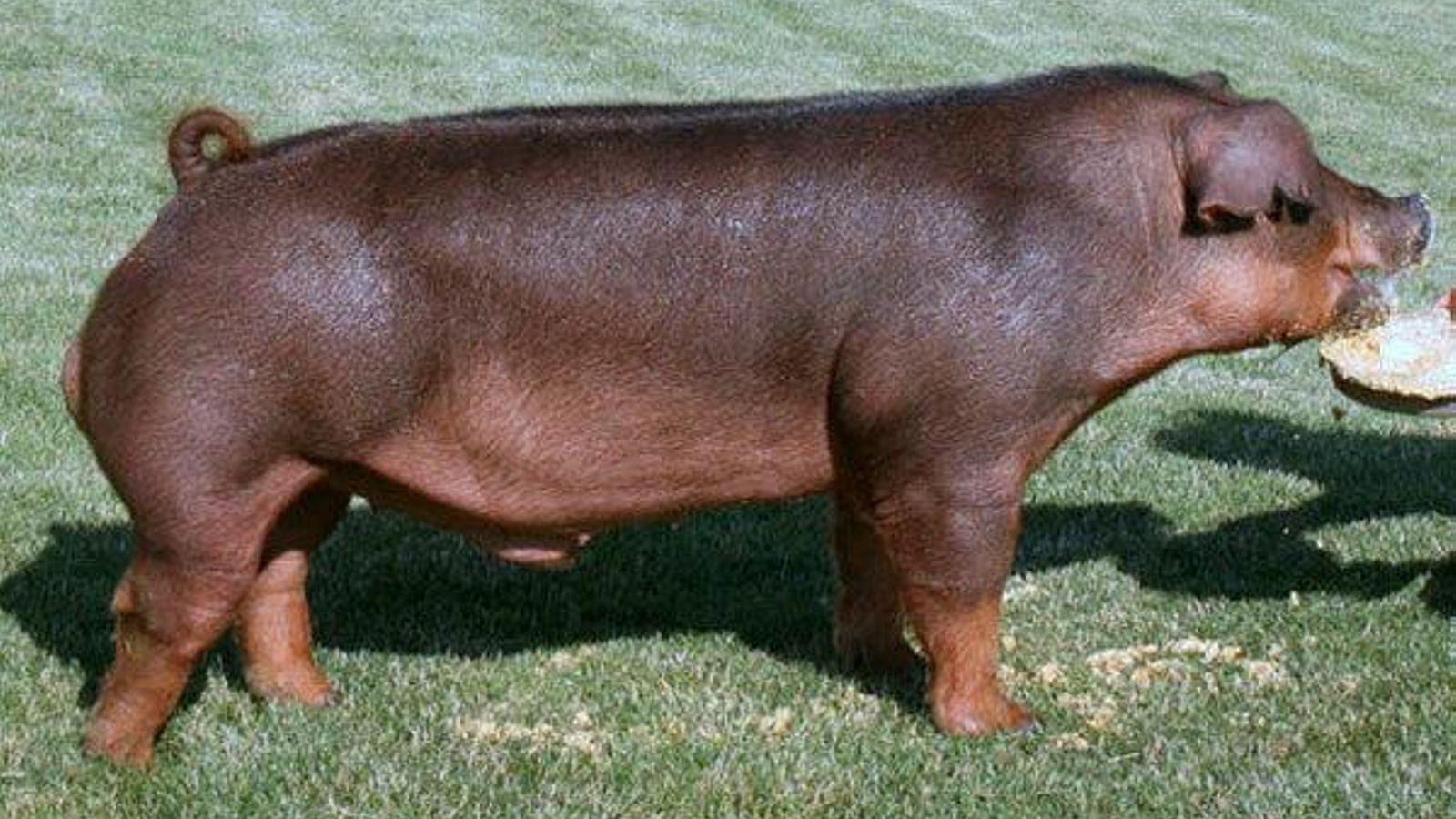 Cerdo duroc.