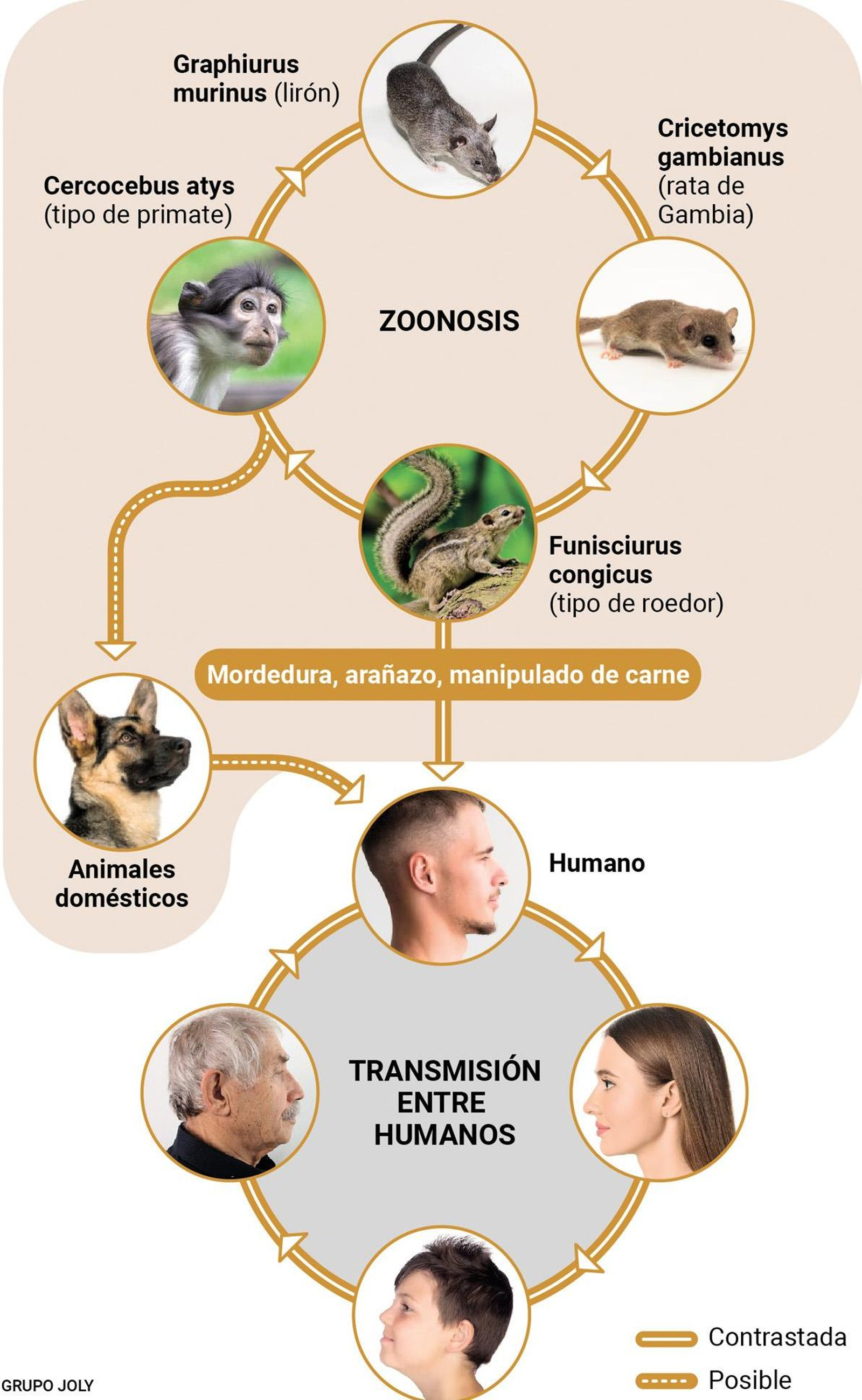 Cómo se transmite la viruela del mono. Fuente: Organización Mundial de la Salud.