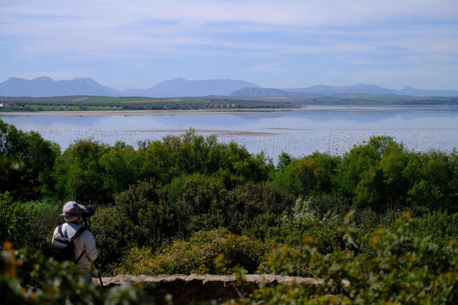 Miles de flamencos llegan a Fuente de Piedra tras las lluvias, en fotos.