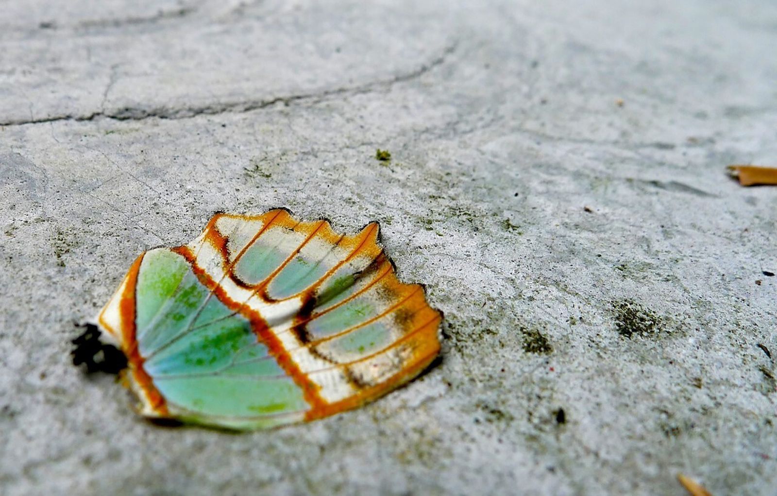 El ala de una mariposa en el Quindío, Colombia.