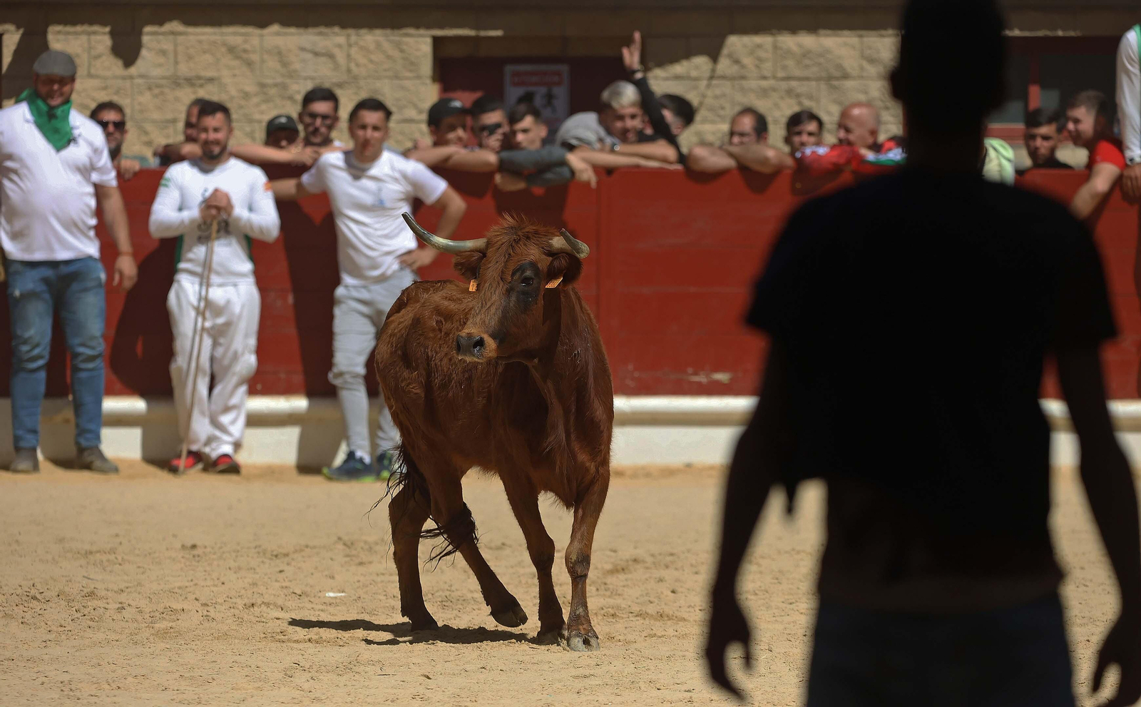 Las mejores fotos del Toro Embolao de Los Barrios 2024