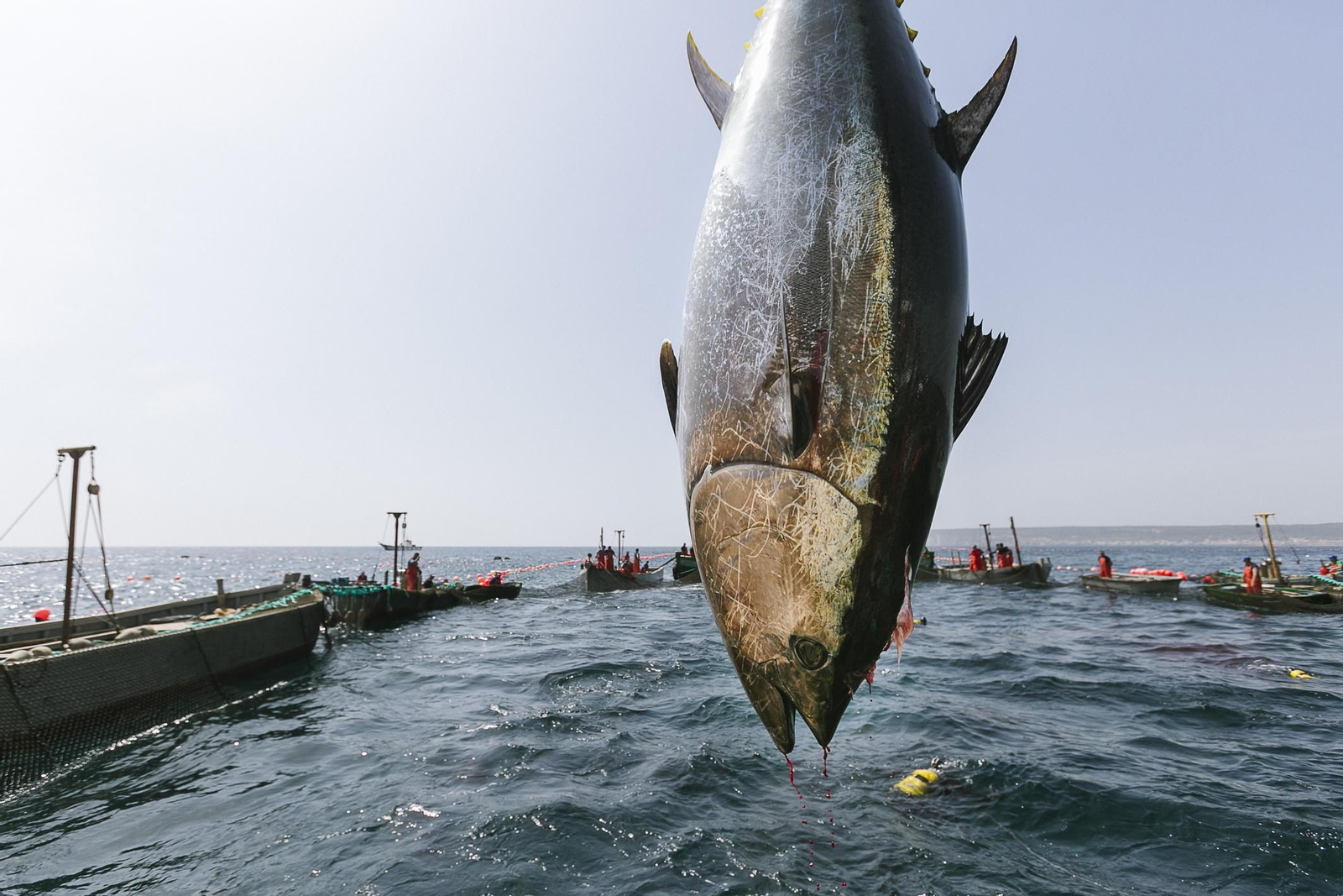 Imágenes de la primera levantá del año
