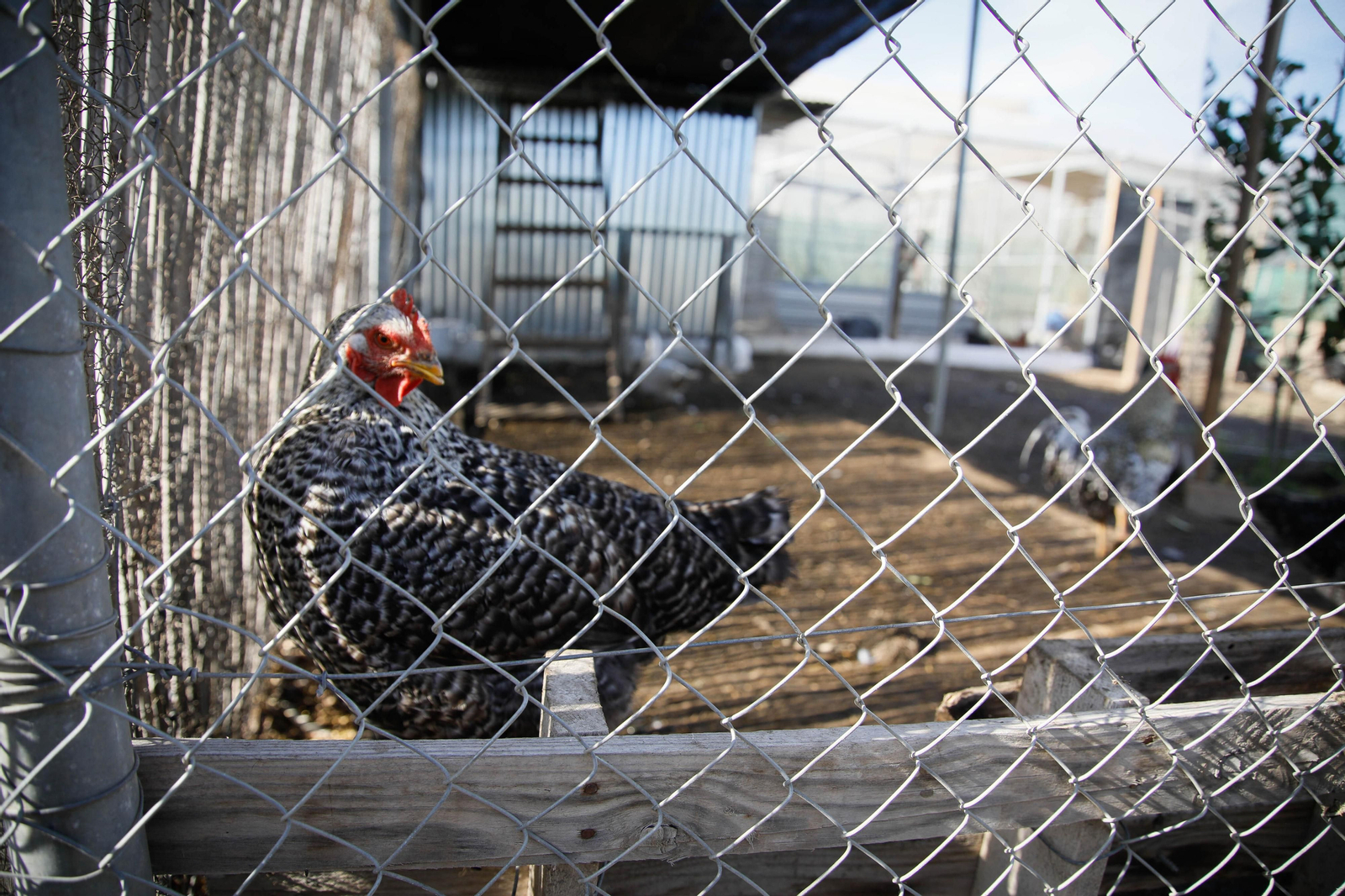 Imágenes del huerto urbano de La Cañada
