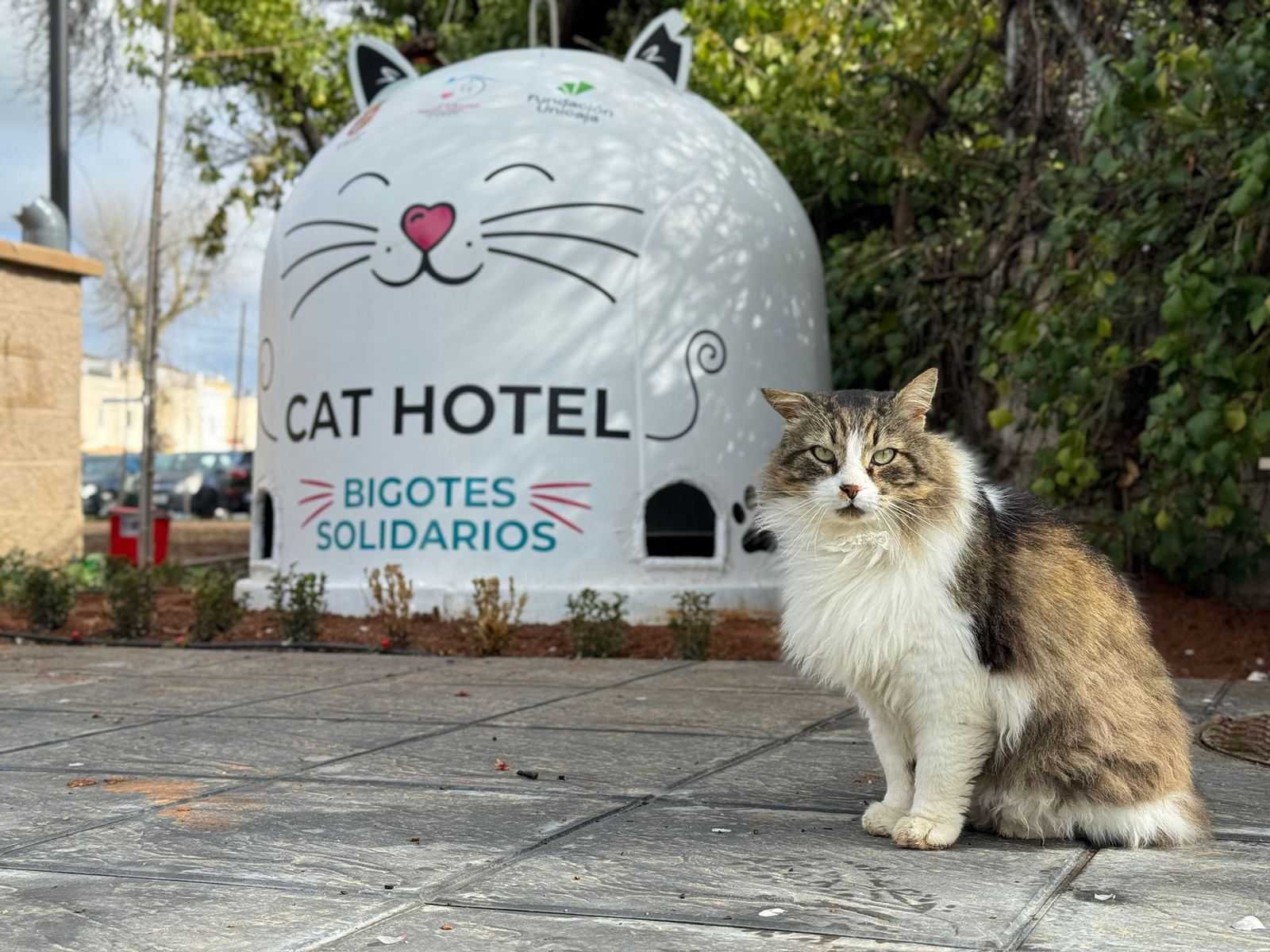 La iniciativa marca un punto de inflexión en la gestión de colonias felinas del municipio