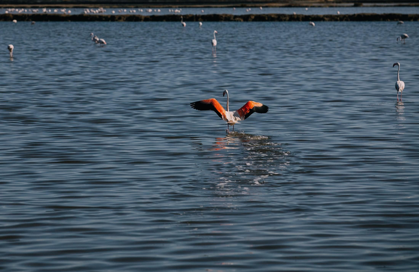 Un recorrido fotográfico por el Paraje Natural Marismas del Odiel