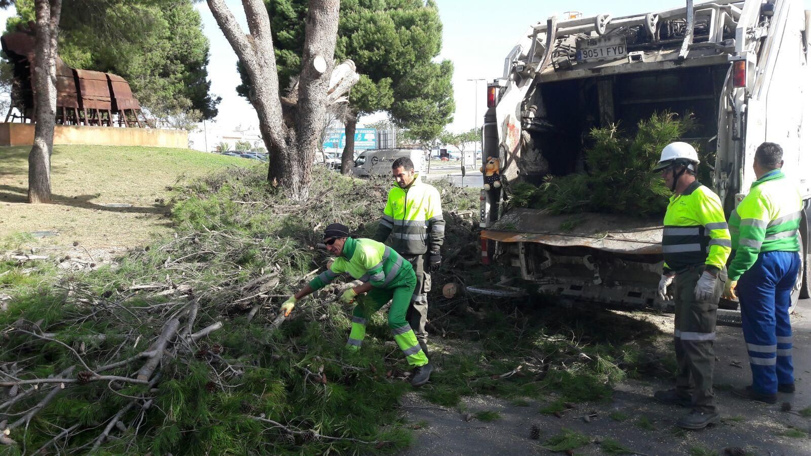 Técnicos del Ayuntamiento recogen un árbol que cayó en la rotonda del Burger King
