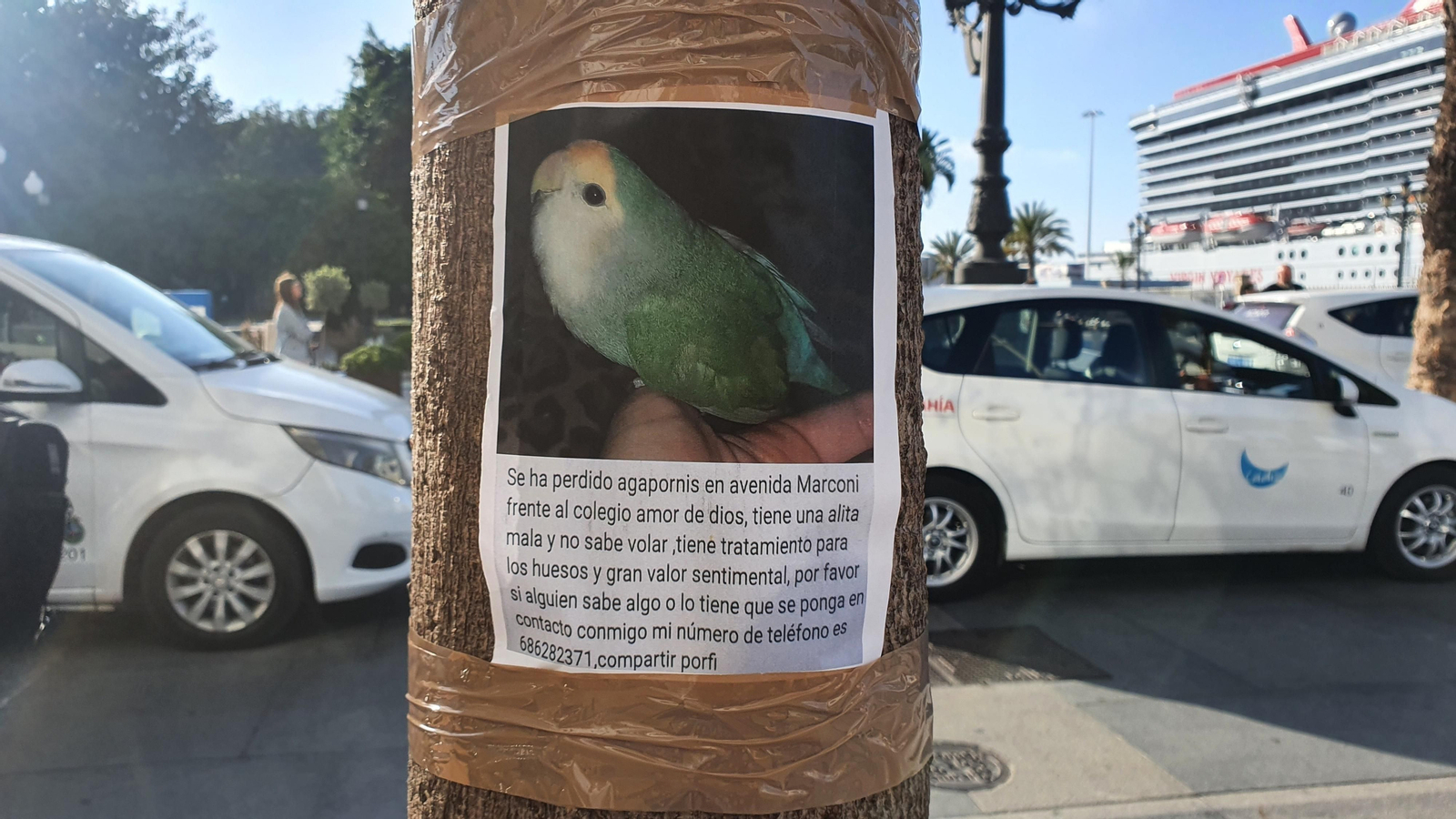 Cartel en el que se pide la colaboración ciudadana para encontrar al pequeño agaporni perdido
