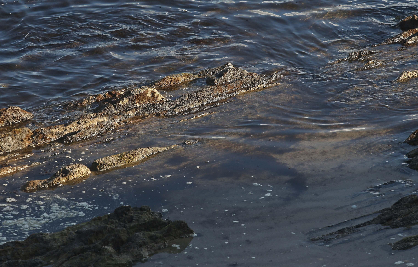 Fotos del alga invasora en la playa de Getares