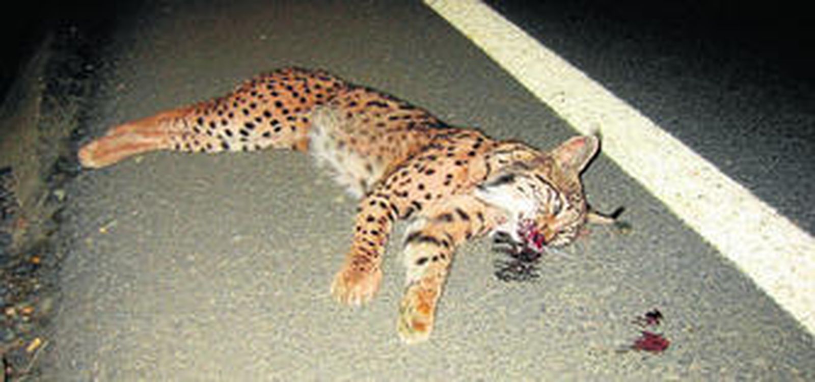 Un ejemplar muerto atropellado en una carretera de la provincia de Huelva.