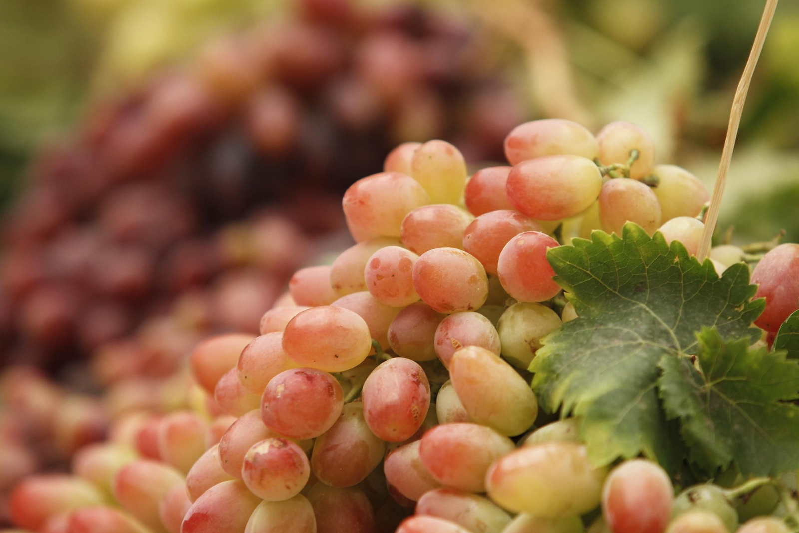 Las imágenes de la XIII Muestra de Variedades Históricas de Uvas de Mesa de la Provincia