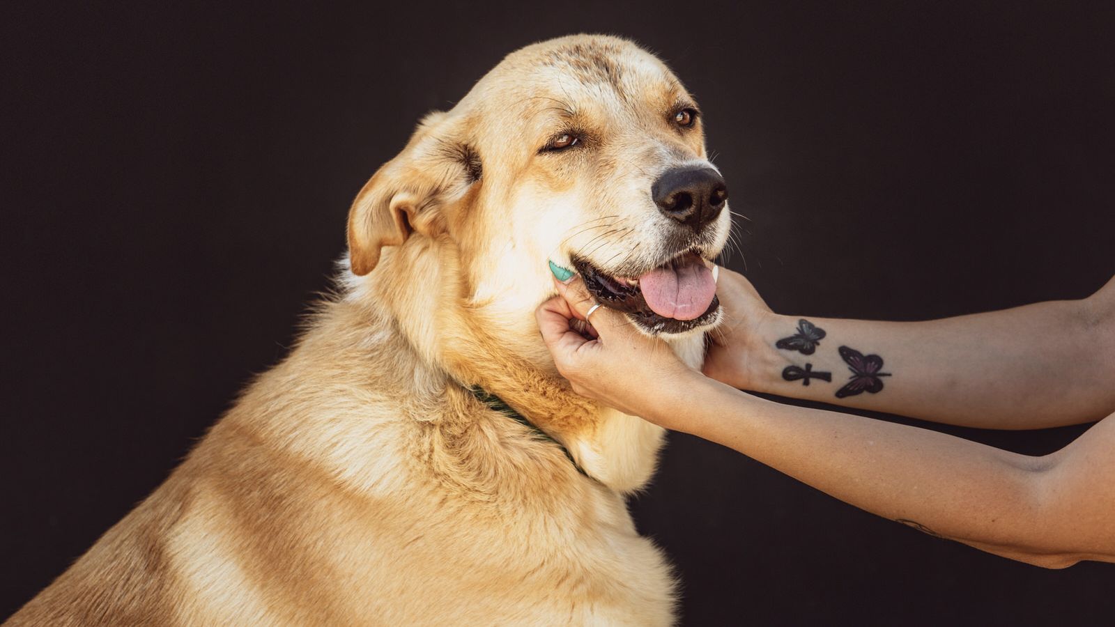 Lola busca una familia.