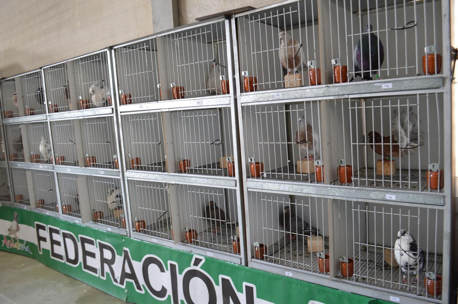 Las palomas que participarán en el campeonato.