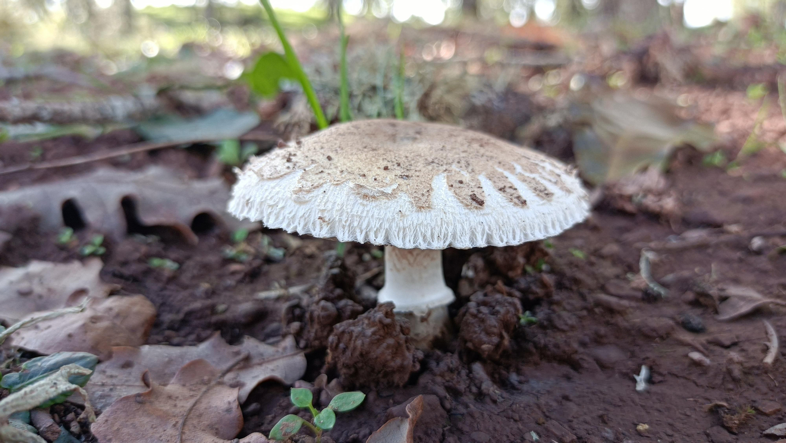 En temporada, abundan las setas en muchas zonas.