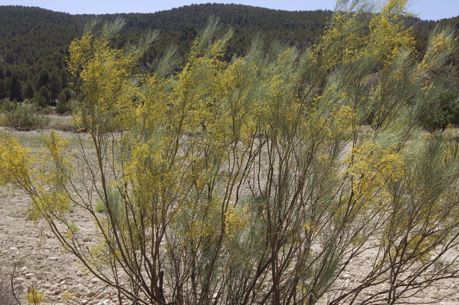 Imágenes de la sequía que golpea con dureza la producción de cereal en Los Vélez
