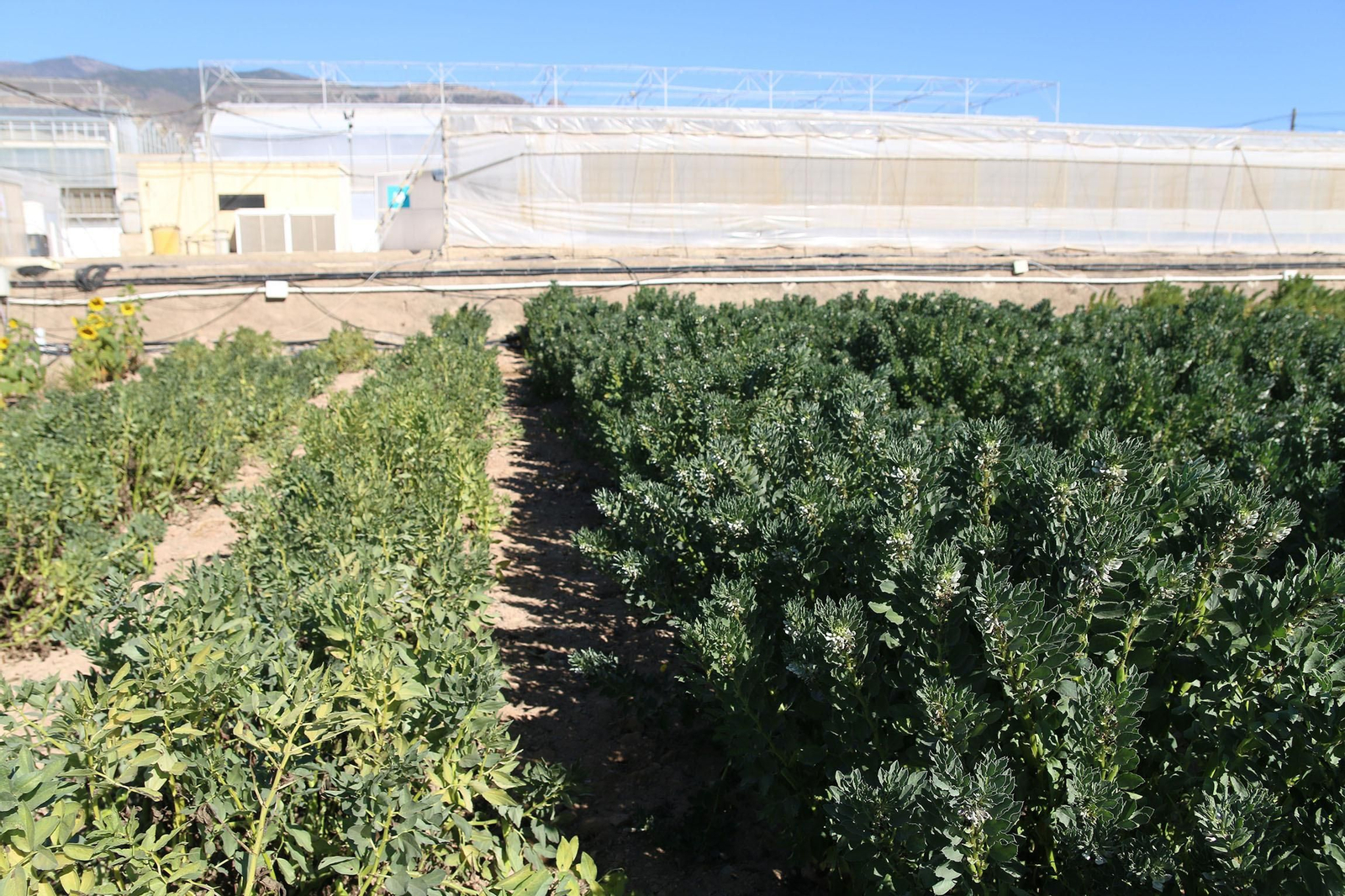 Fotogalería de la presentación de Plataforma Tierra, de Cajamar e IBM
