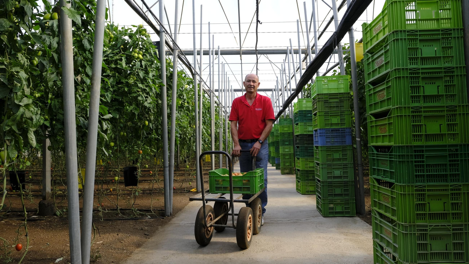 Tomates del campo almeriense para los lineales de los supermercados, en imágenes