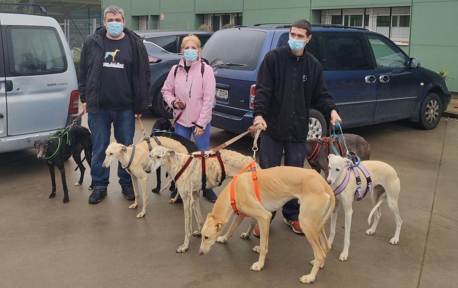 Últimos galgos rescatados de la perrera de Sadeco.