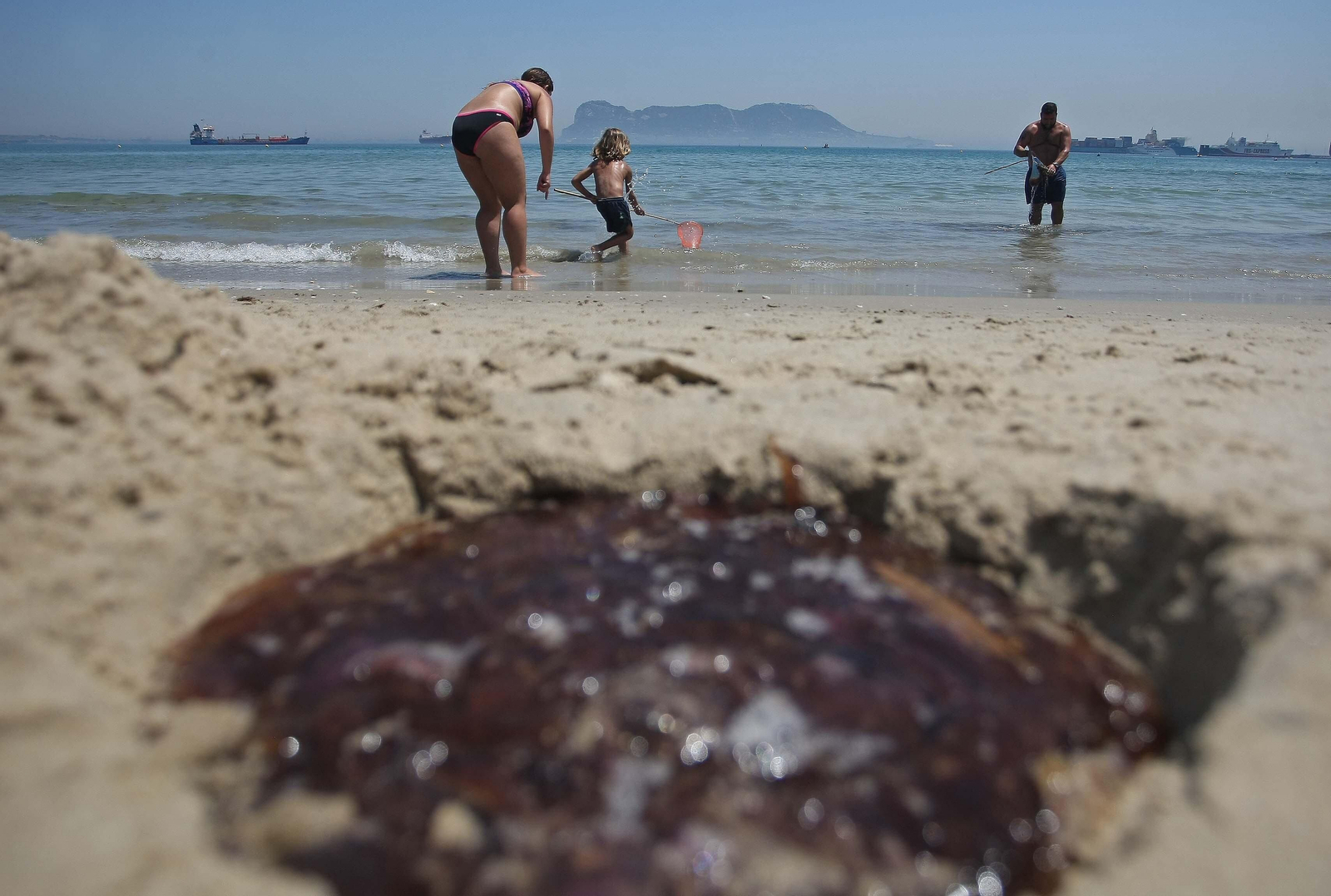 Una medusa, en la playa de El Rinconcillo de Algeciras.