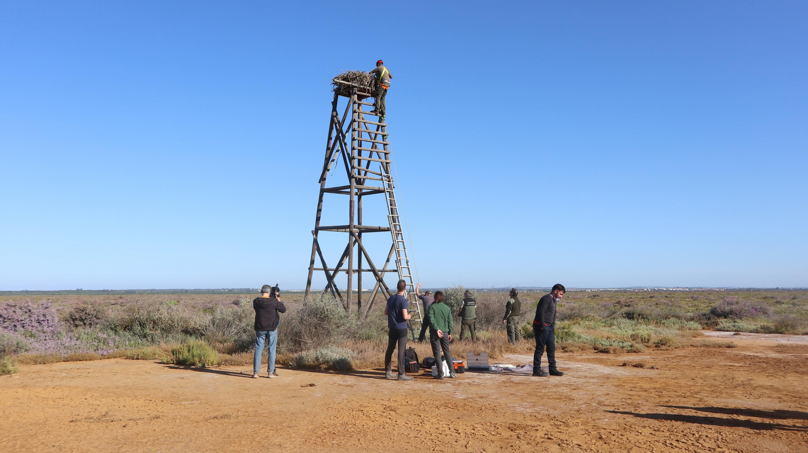 Anillamiento de tres pollos de águila pescadora nacidas en el Paraje Natural Marismas del Odiel